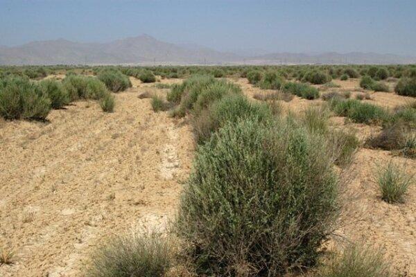 ملخ ها رشته های بیابانزدایی در خراسان جنوبی را پنبه کردند ملخ ها رشته های بیابانزدایی در خراسان جنوبی را پنبه کردند