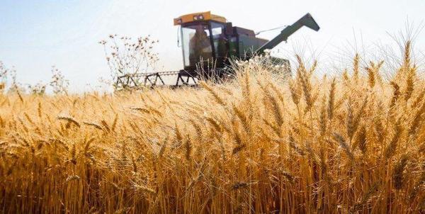 کشت پاییزه 416 هزار هکتار گندم در استان همدان